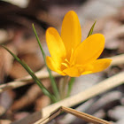 golden crocus