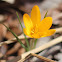 golden crocus