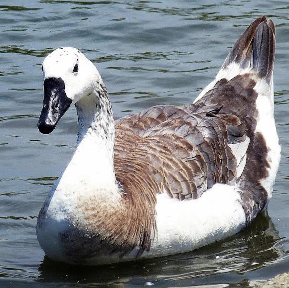 Canada X domestic swan goose hybrid Project Noah