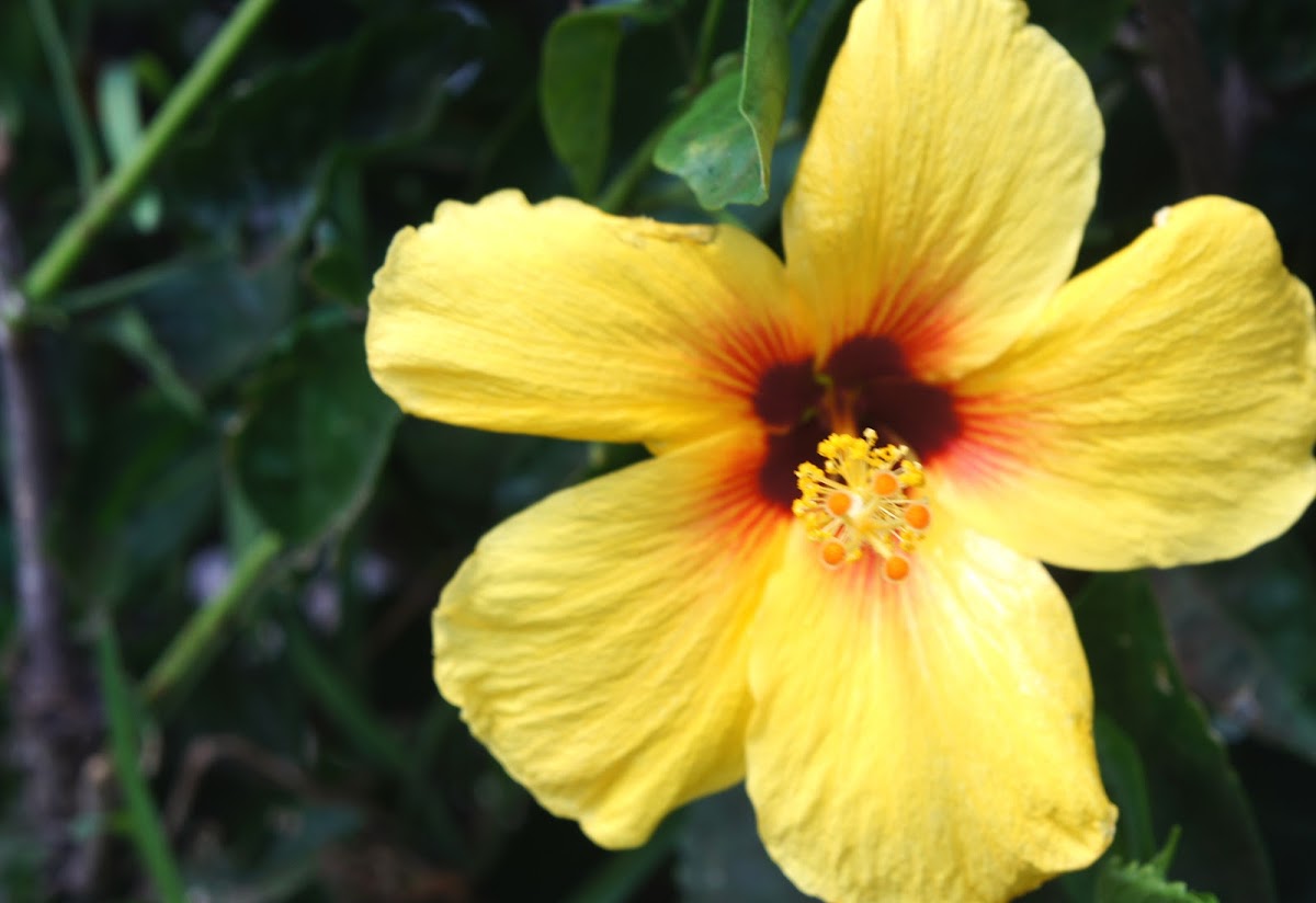 Yellow Hibiscus