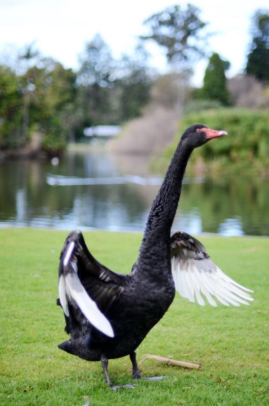 Black swan