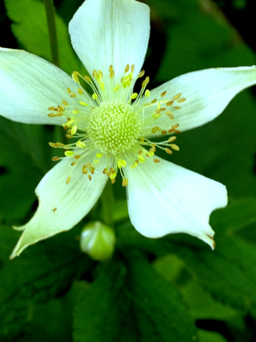 Thimbleweed