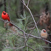 Northern Cardinal (male & female)