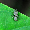 Shield-headed Ant