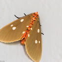 Tinolius Moth