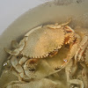 Speckled Swimming Crab