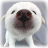 Animal LOL icon