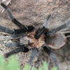 Oklahoma Brown Tarantula (Male)
