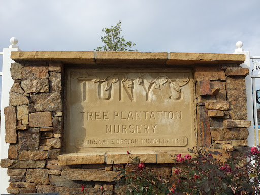 Tonys Tree Plantation