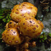 Pholiota Aurivella