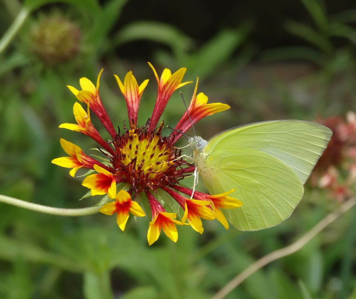 Lemon Emigrant Butterfly