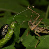 Assasin Bug & Beetle