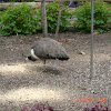 Indian peahen