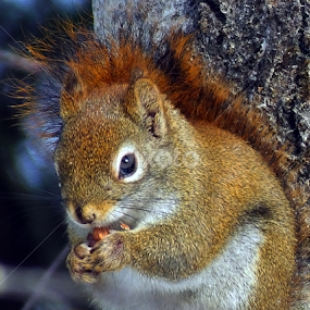 by Christiane Ouellet - Animals Other