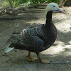 Emperor Goose