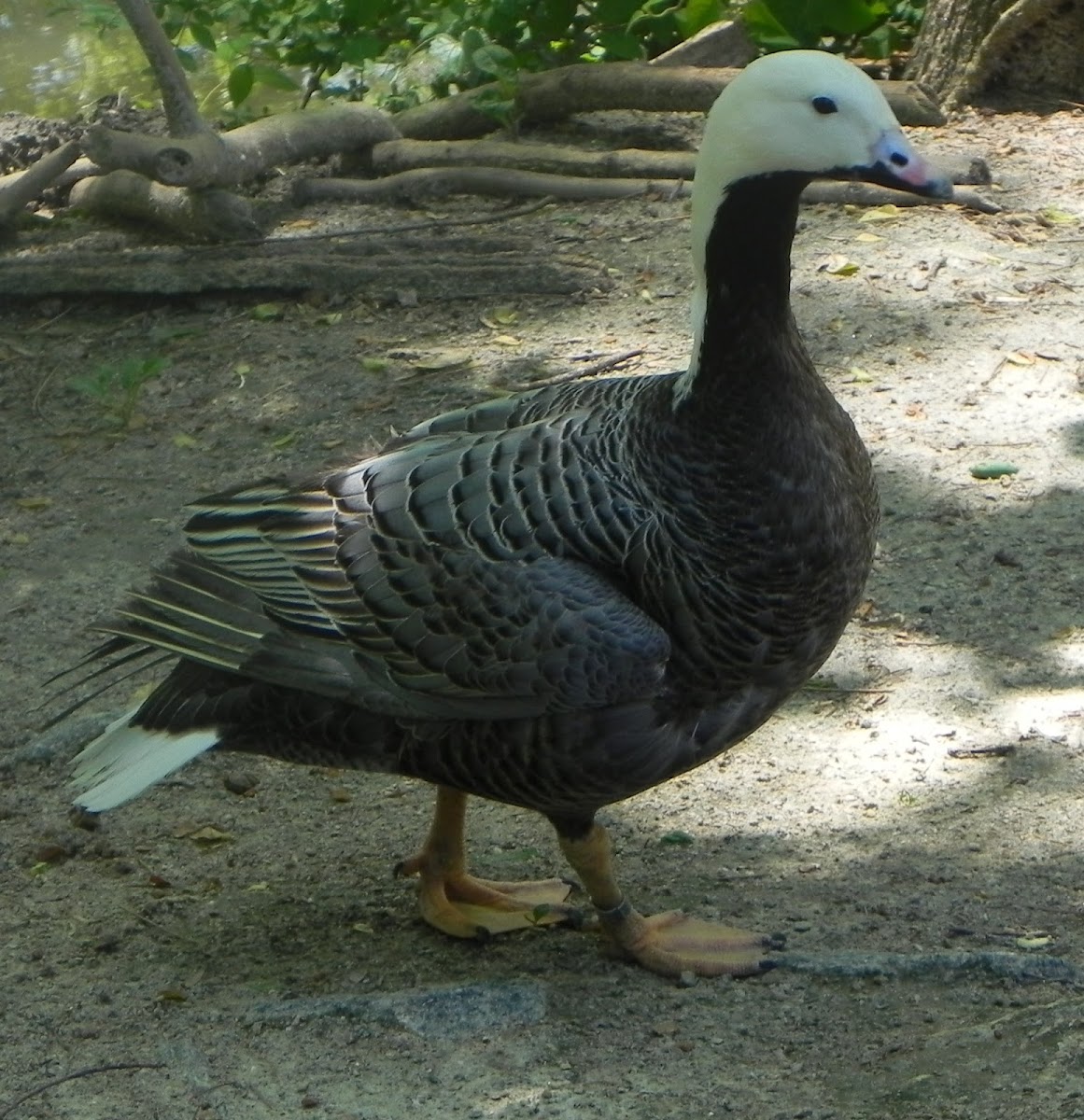 Emperor Goose