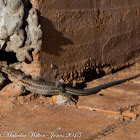 Iberian Wall Lizard