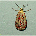 Heliotrope Moth