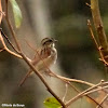 Swamp sparrow