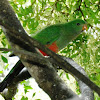 King Parrot (Female)