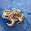 American Toad