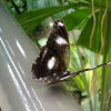 Danaid Eggfly Butterfly