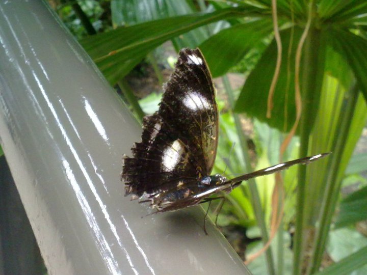 Danaid Eggfly Butterfly