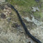 Gray Ratsnake