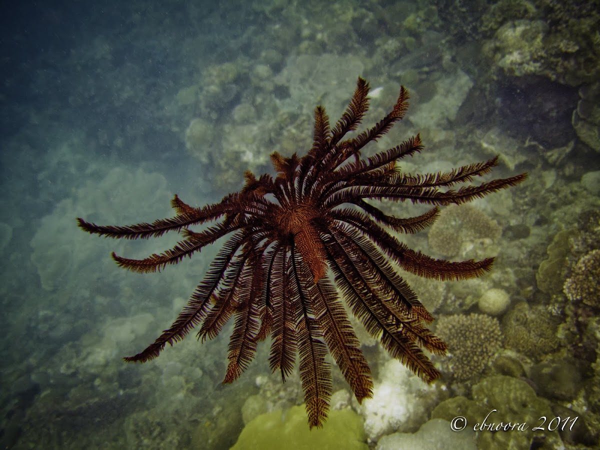 Red Feather Star