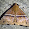 Ophisma Moth
