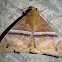 Ophisma Moth