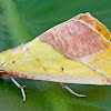 Sharp-lined Yellow Moth