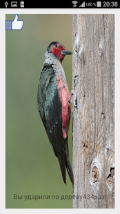 How to get Симулятор дятла! lastet apk for pc