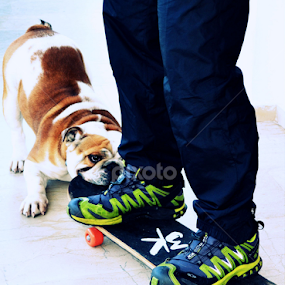 I'll carry you! by Daniela Elena - Animals - Dogs Playing