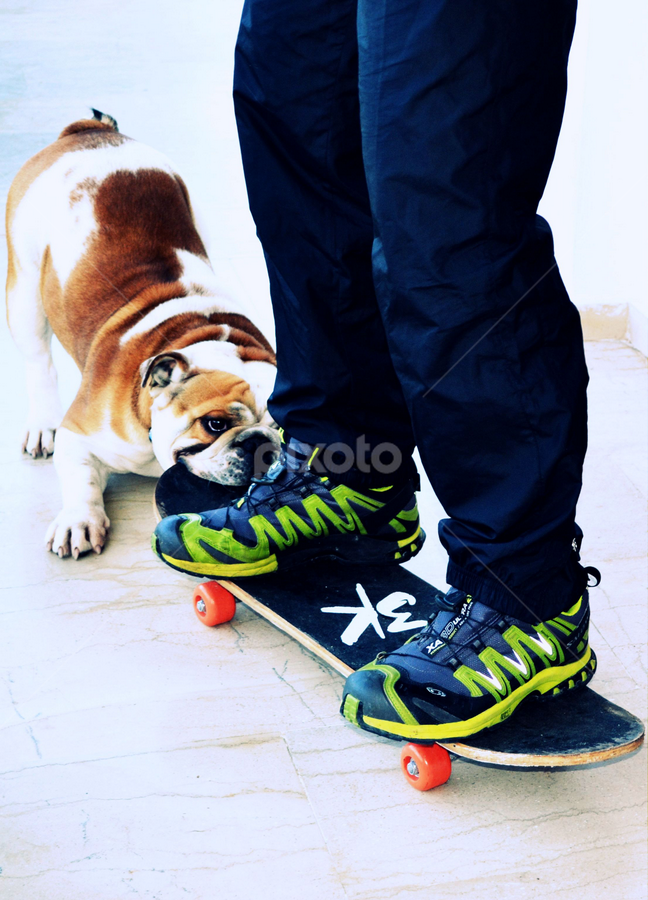 I'll carry you! by Daniela Elena - Animals - Dogs Playing