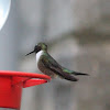 Ruby-Throated Hummingbird