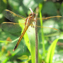 Needham's Skimmer