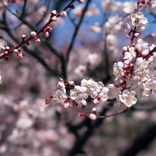 Sakura Falling Live Wallpaper