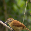 Barred Antshrike