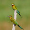 Blue - tailed Bee - Eater