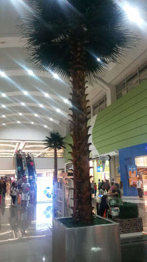 SM Tree Palms