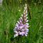 Orquídea del cuco. Common Spotted Orchid