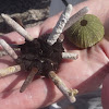 Pencil-spined Sea Urchin