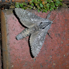 Cossid moth 1- male