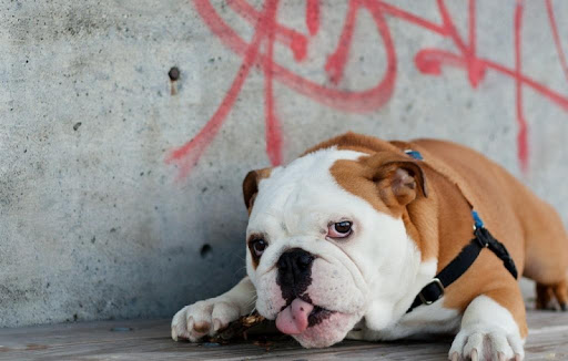 【免費生活App】English Bulldog Wallpapers HD-APP點子