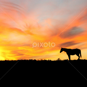 by BJ Williamson - Animals Horses