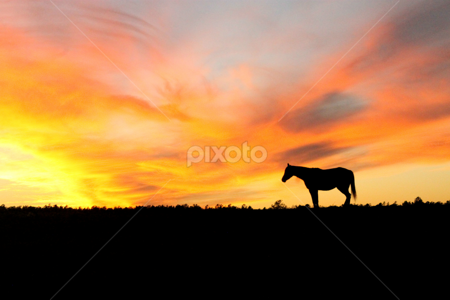 by BJ Williamson - Animals Horses