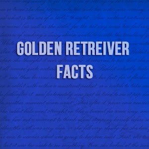 Golden Retreiver Facts 1.0