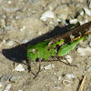 Southern Green-striped Grasshopper