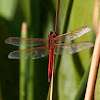 Red form Roseate Skimmer